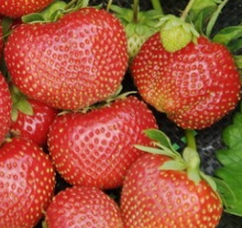 tenira szamoca
